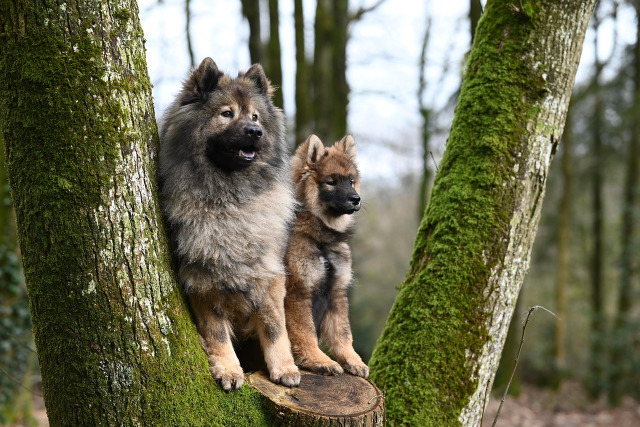 pet travel